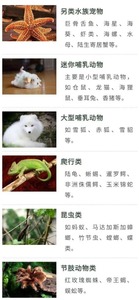 “异宠风”兴起?人民日报:不是什么动物都能作为宠物-半岛网