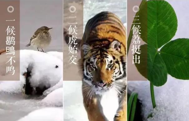 二十四节气·大雪:节气今朝逢大雪,清晨瓦上雪微凝-半岛网