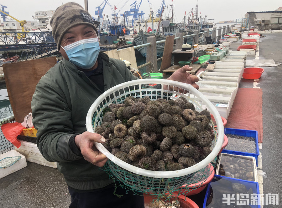 老马在叫卖刚捕捞上来的新鲜海胆,并帮忙给客户加工开口,每斤价格12元