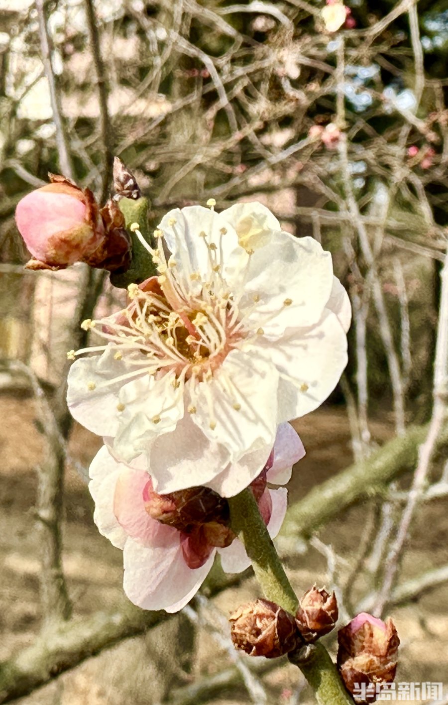春风梅吐艳!2023青岛十梅庵梅花节3月15日开幕