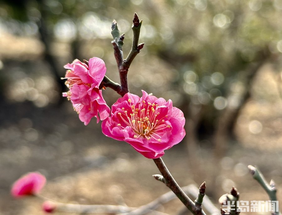 春风梅吐艳!2023青岛十梅庵梅花节3月15日开幕