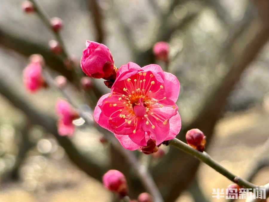 春风梅吐艳2023青岛十梅庵梅花节3月15日开幕