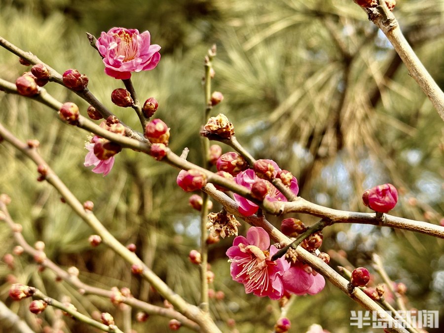 春风梅吐艳!2023青岛十梅庵梅花节3月15日开幕