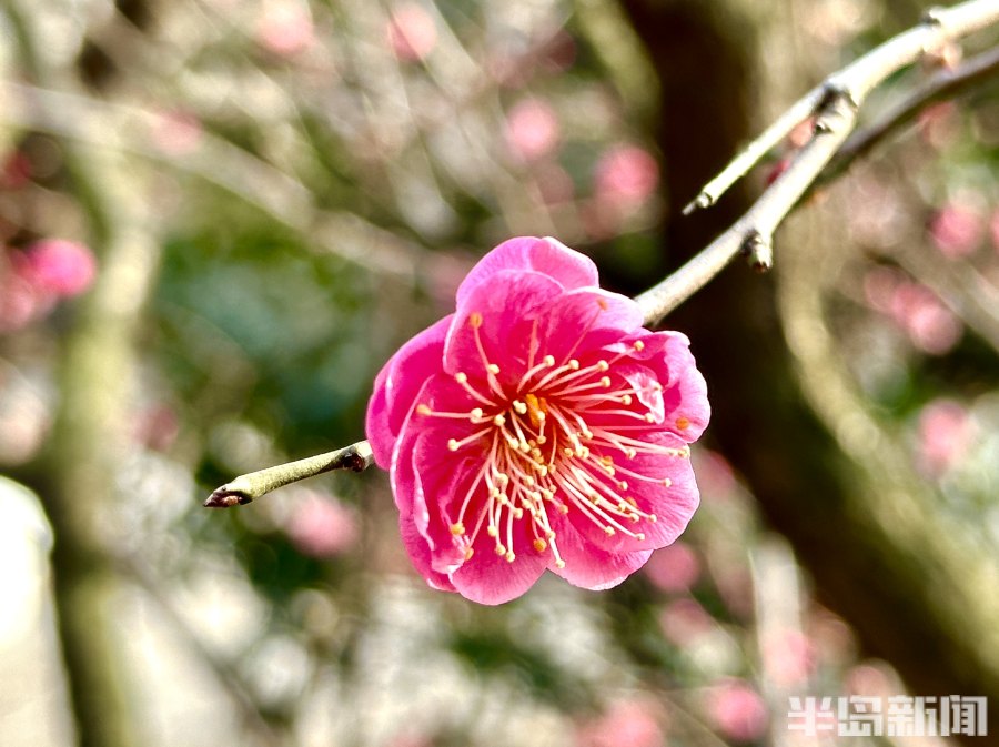 春风梅吐艳!2023青岛十梅庵梅花节3月15日开幕