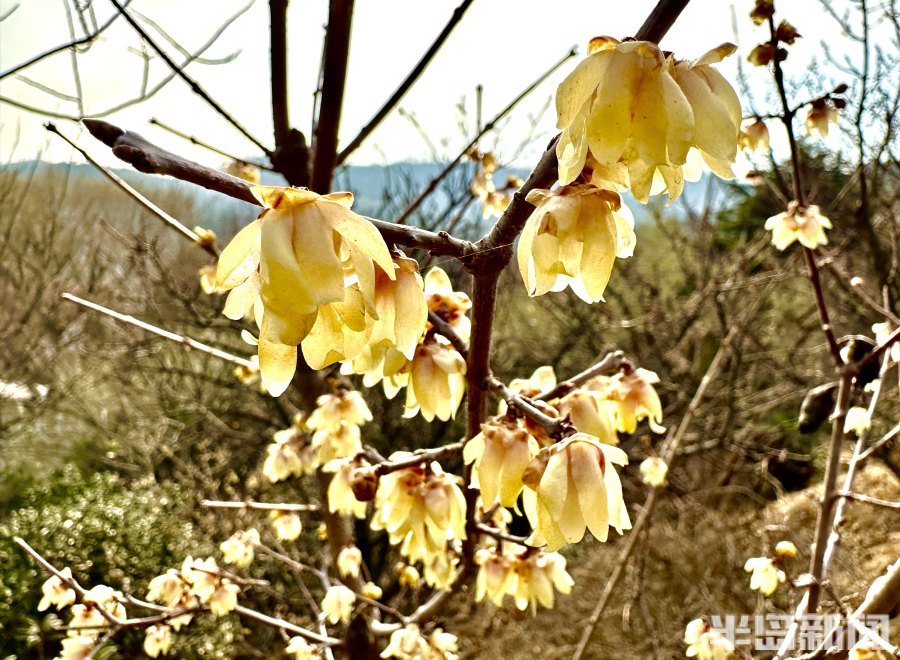 春风梅吐艳!2023青岛十梅庵梅花节3月15日开幕