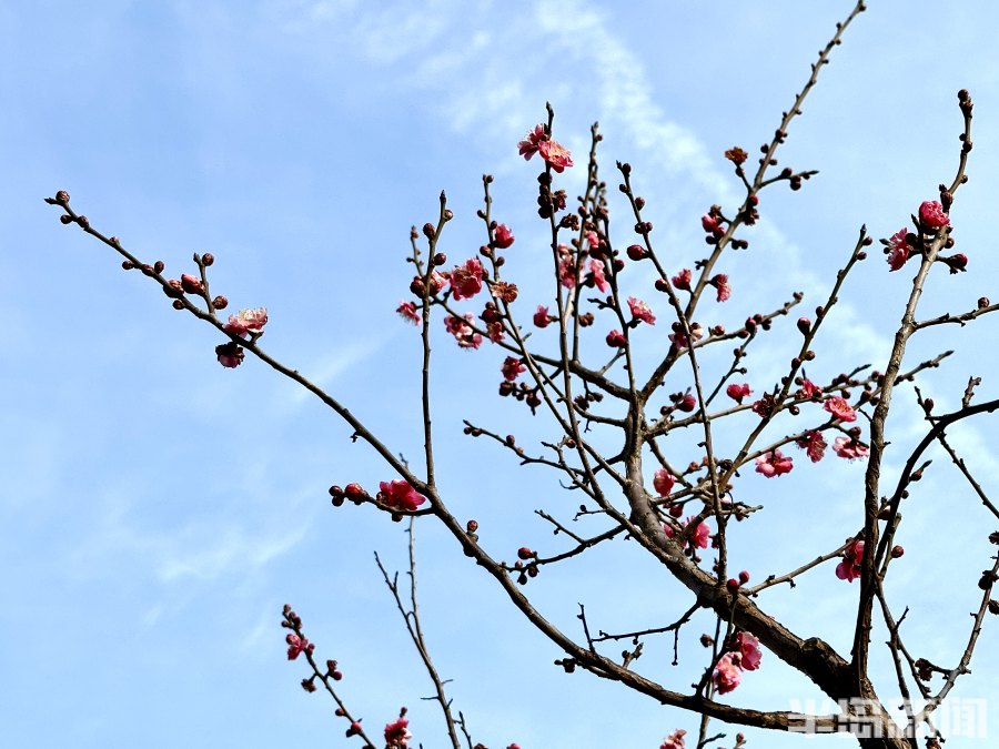 春风梅吐艳!2023青岛十梅庵梅花节3月15日开幕