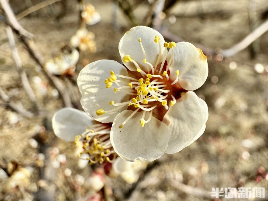 春风梅吐艳!2023青岛十梅庵梅花节3月15日开幕