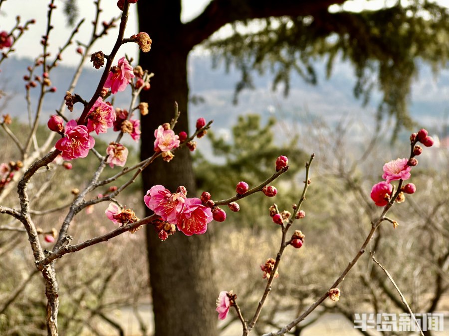 春风梅吐艳!2023青岛十梅庵梅花节3月15日开幕