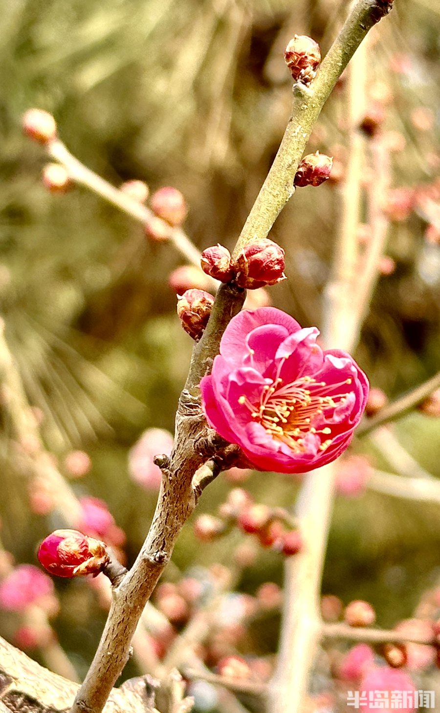 春风梅吐艳2023青岛十梅庵梅花节3月15日开幕