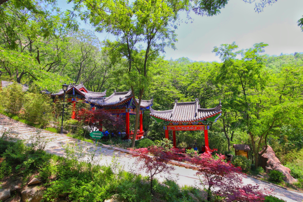 竹子种类多达15种，青岛最大的“竹”主题园区在这里！来竹子庵公园享竹林美景-半岛网