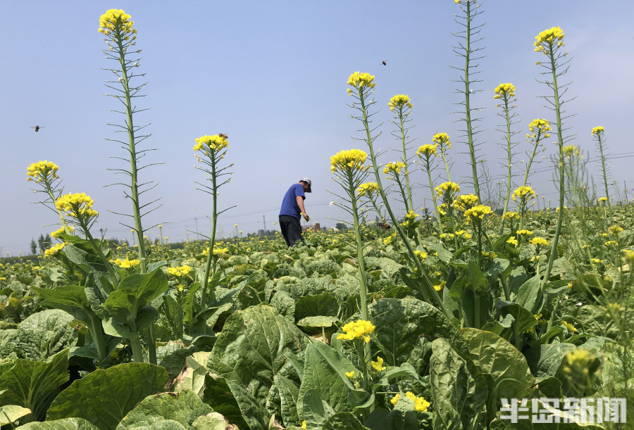 百亩白菜开花愁坏了菜农因水分高连牛羊也不能吃7户菜农推测种苗在