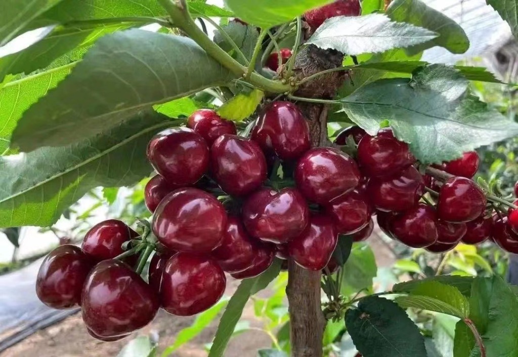 北宅樱桃节落幕28天吸引游客1659万人拉动直接经济收入1002亿元