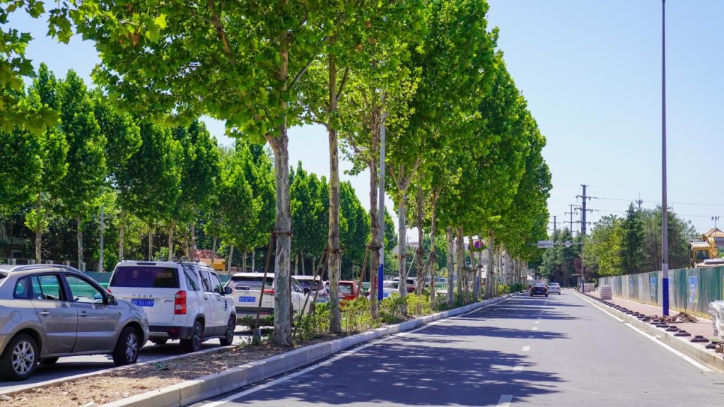 300棵行道树不搬家青岛地铁9号线建设留存城市记忆