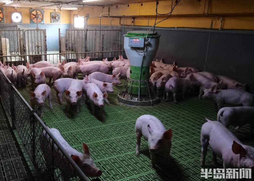 半岛探访丨自动投喂,实时监控…… 农民养猪用上智能低碳新模式-半岛