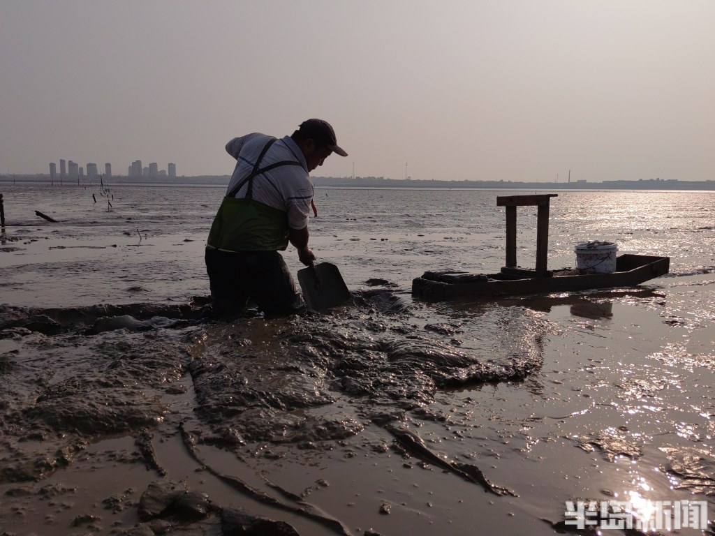 桂东出海记丨策“马”养鲜,跋涉泥滩!海上“骑马”,探访蚬子养殖户的忙碌一天-半岛网