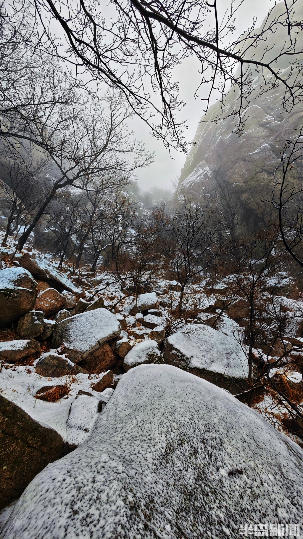 崂山耐冬降雪图片图片