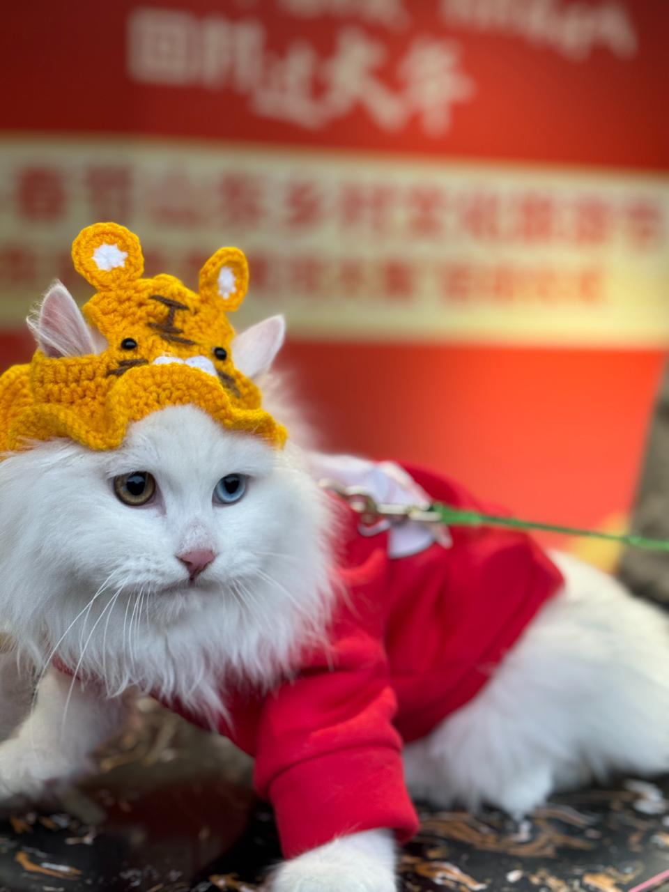颜值高、性格温顺,狮猫成临清最萌的名片-半岛网