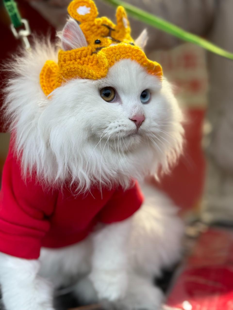 颜值高、性格温顺,狮猫成临清最萌的名片-半岛网