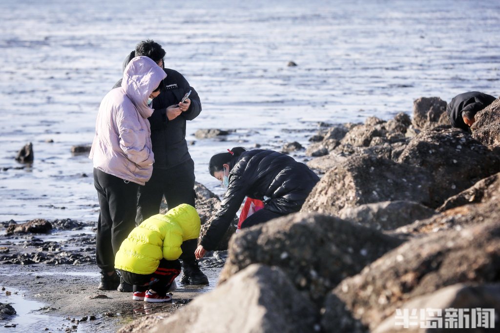 假期尾声,悠闲赶海-半岛网