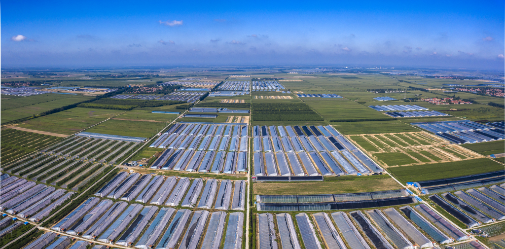 筑牢乡村振兴实现崭新蓝图乡村振兴齐鲁样板先行区的平度实践