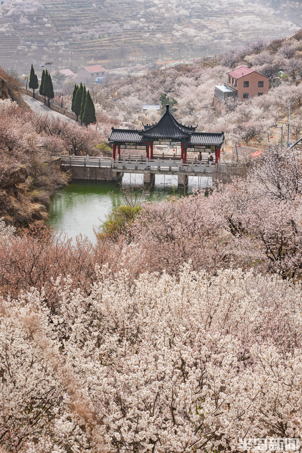 花开樱桃谷,赏春正当时