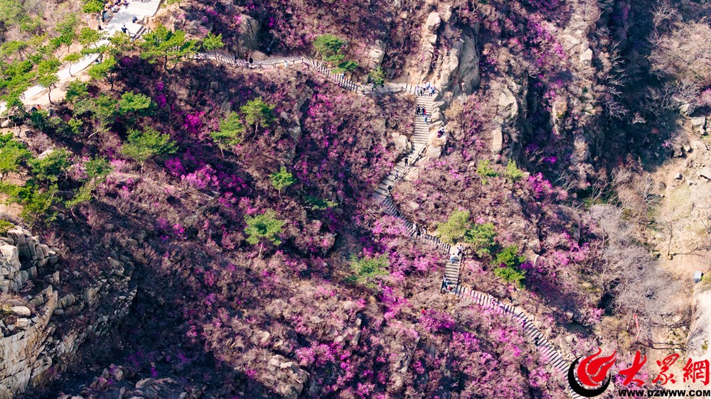 赏花进行时!第十九届青岛大珠山杜鹃花会系列活动精彩纷呈