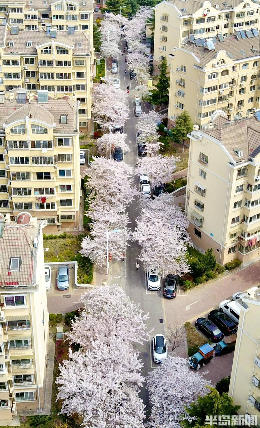青岛有个“樱花社区”,800多株樱花竞相绽放-半岛网
