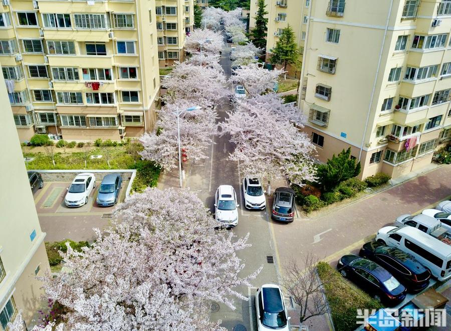 青岛有个“樱花社区”,800多株樱花竞相绽放-半岛网