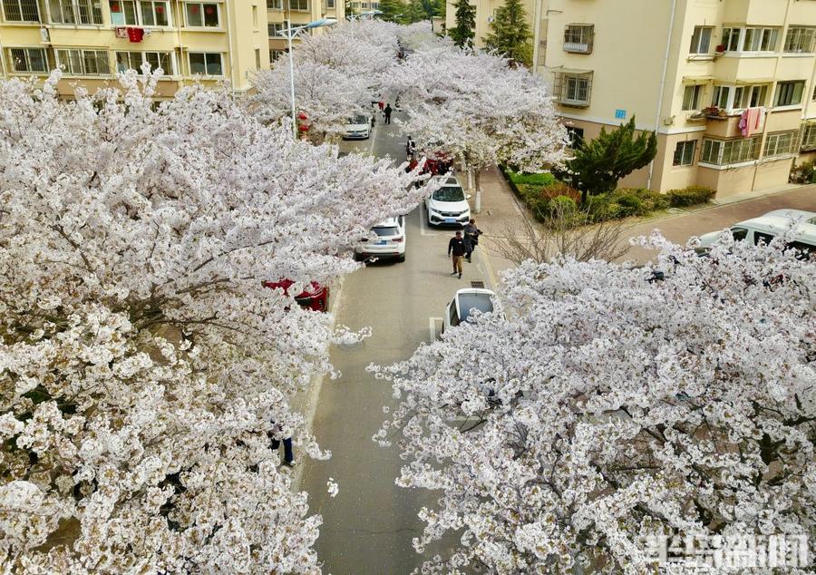 青岛有个“樱花社区”,800多株樱花竞相绽放-半岛网