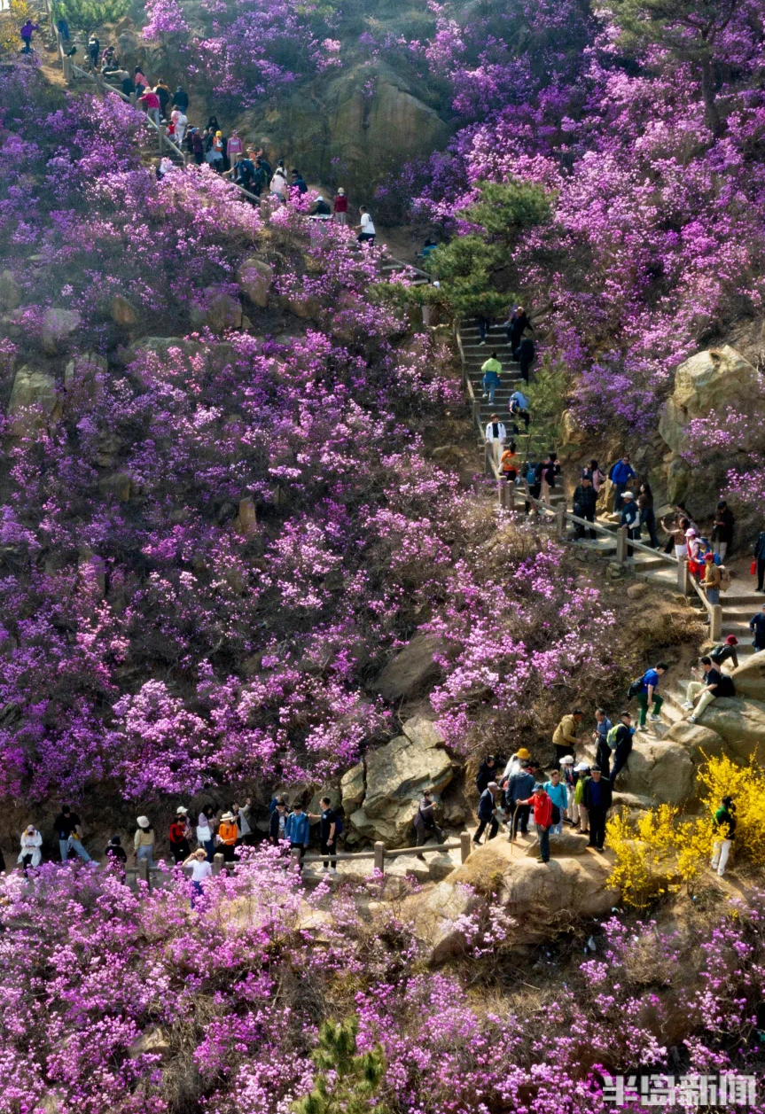 两千米樱花大道万亩野生杜鹃来大珠山享受双重浪漫
