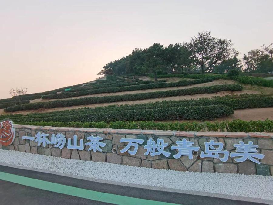 崂山茶将全面启用"数字身份证"-半岛网