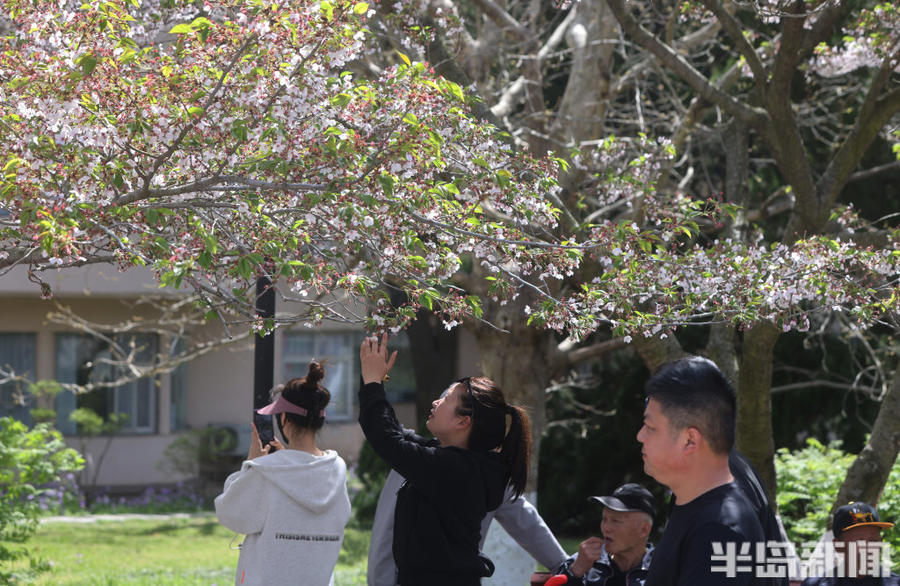 单樱渐尽双樱始开