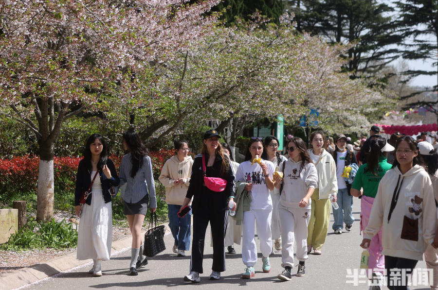 单樱渐尽双樱始开