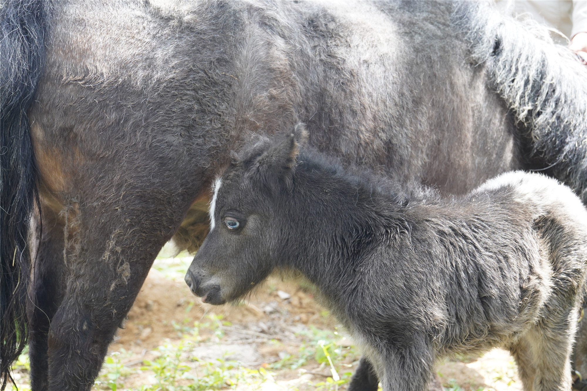 动物世界保育员介绍,4月26日,成功生育了一头英国设特兰小矮马,设特兰