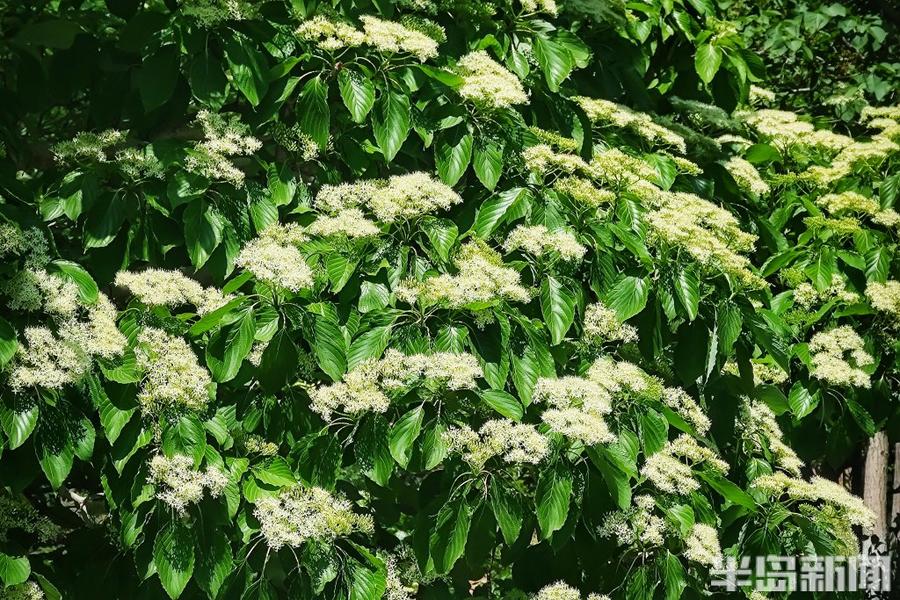 灯台花开，惬意树荫