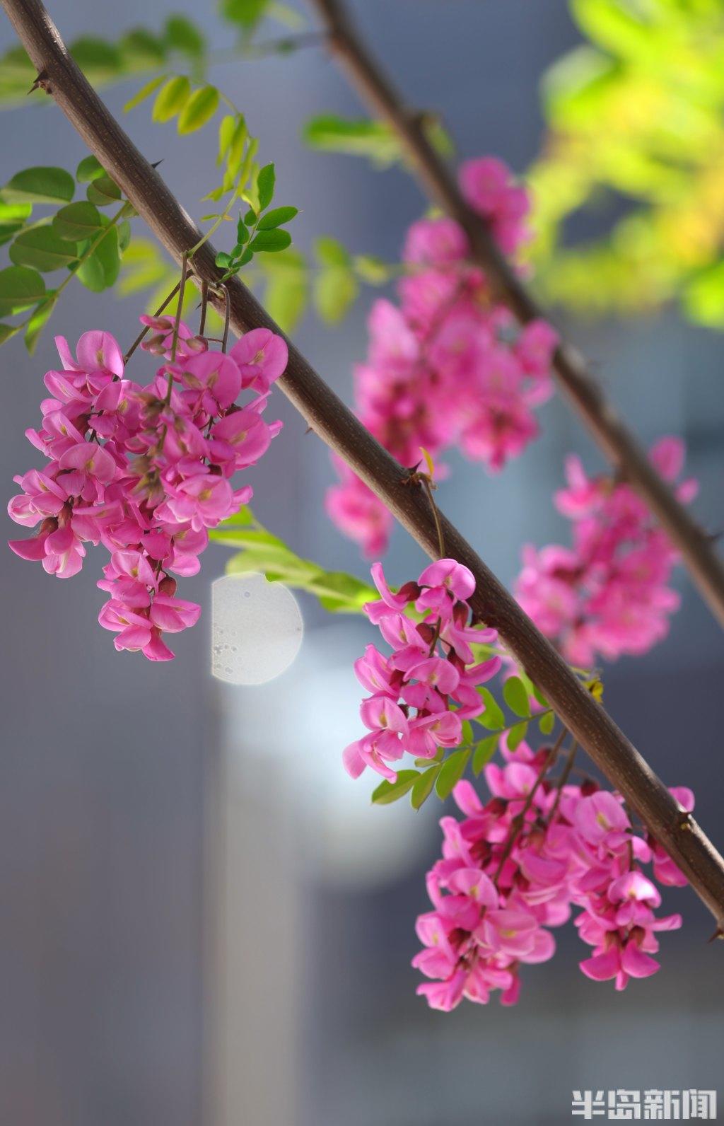 红槐花虽美,不可亵玩焉