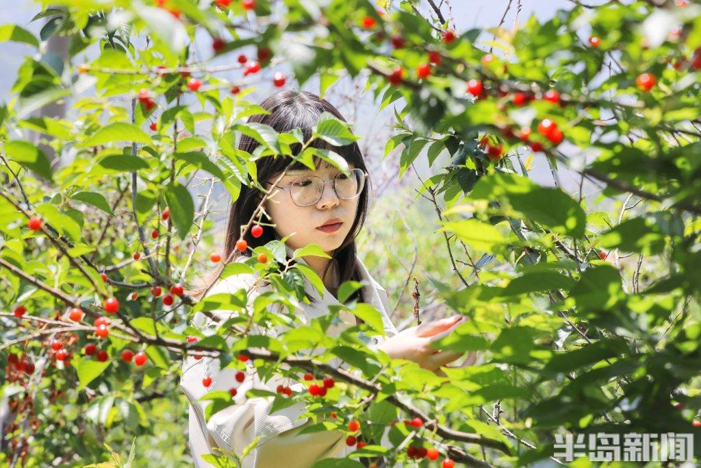 第二十九届北宅樱桃节开幕!