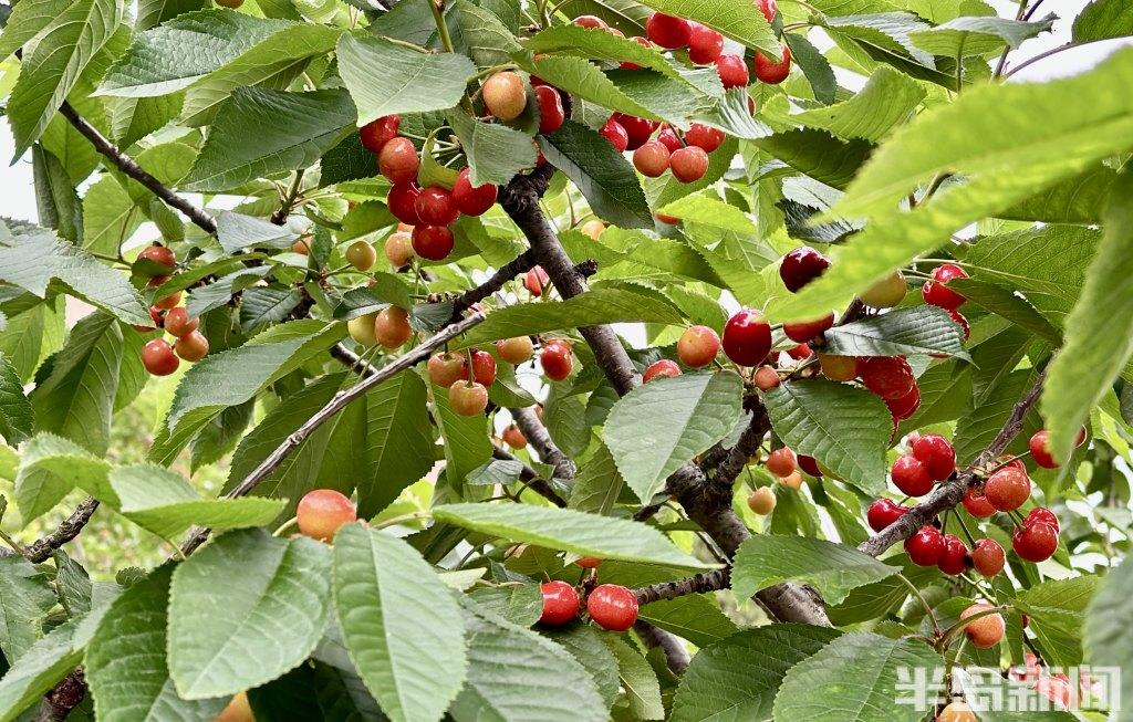 大樱珠即将迎来采摘期