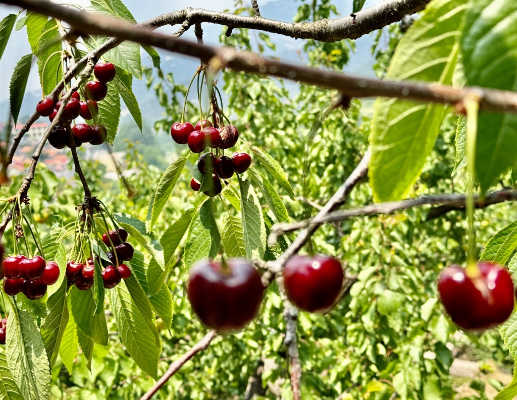 边摘边吃!崂山北宅大樱珠迎来采摘季