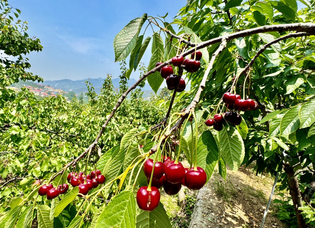 边摘边吃!崂山北宅大樱珠迎来采摘季
