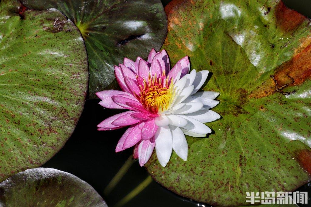 稀罕景,快来看!青岛世博园三品种睡莲罕见嵌色花朵同时开放
