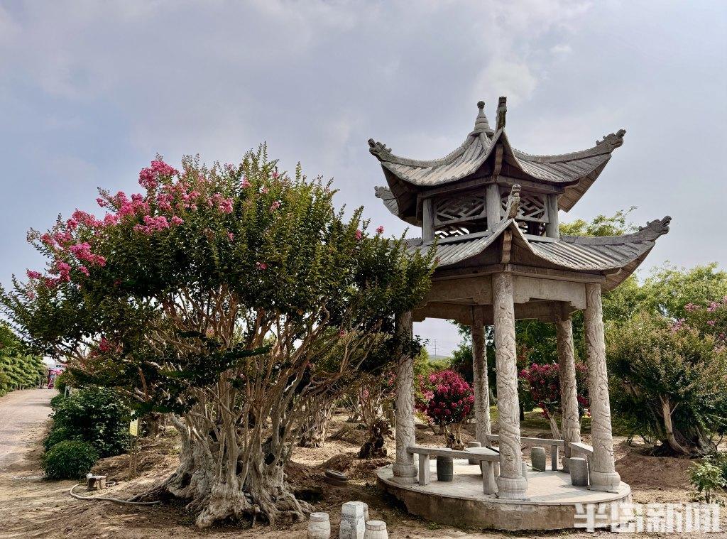 据紫薇园负责人邵林介绍,紫薇花的花期是木本花中最长的,从当年6月