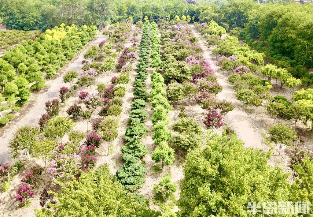 据紫薇园负责人邵林介绍,紫薇花的花期是木本花中最长的,从当年6月