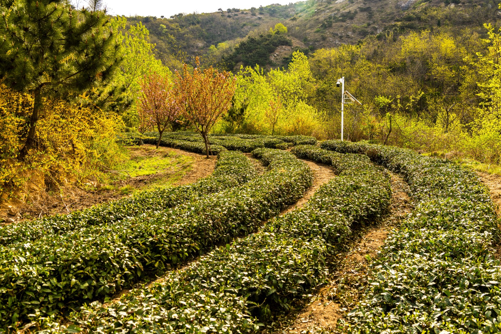 大茶场 山东唯一！ 日照圣谷山大梁山有机茶园上榜首批“中国大美茶山”-半岛网