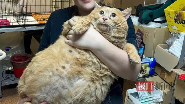 “世界上最胖的猫”去世:曾因太胖而无法行走-半岛网