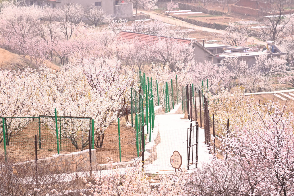 杨家山里青岛市乡村振兴片区第三届田园生活节暨赏花季启动
