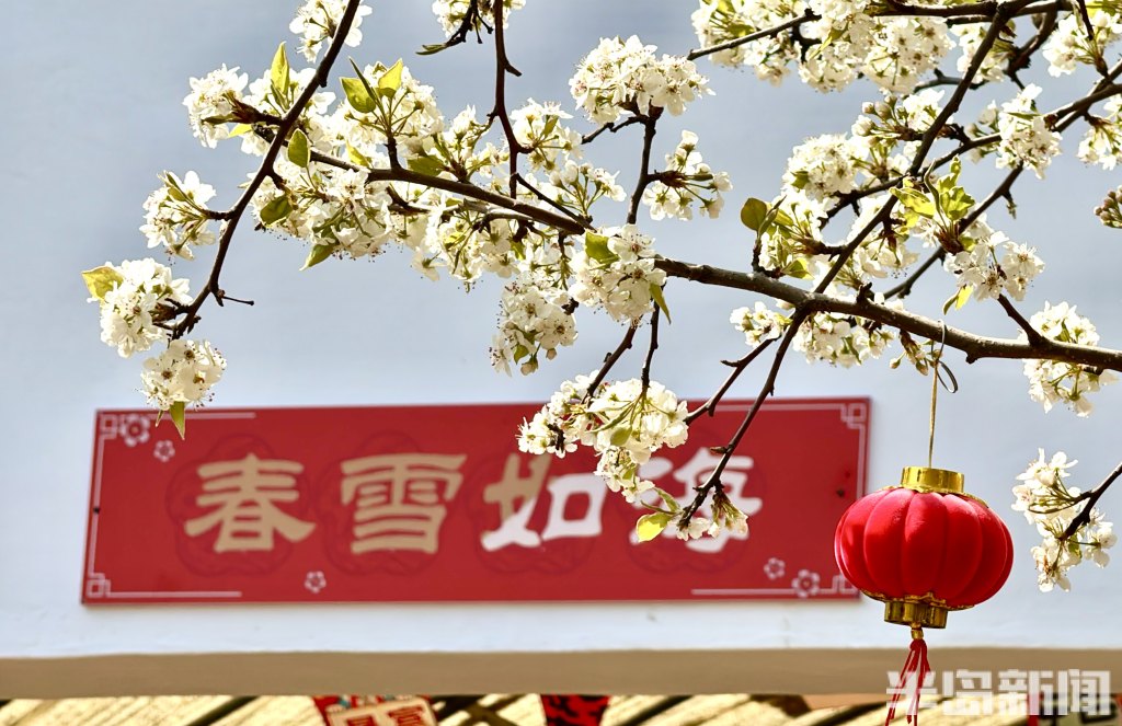 万株梅花扮靓岛城春光!青岛十梅庵梅园迎来最佳赏梅季