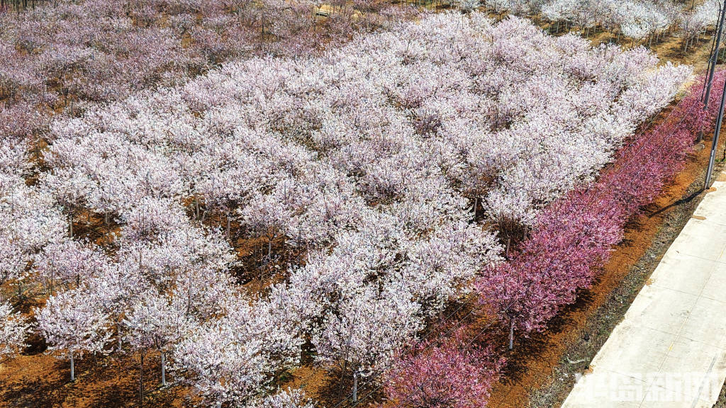 青岛故事|樱花盛开时樱花经济随风绽放,青岛樱花谷去年6万多棵樱花树在全国安家-半岛网