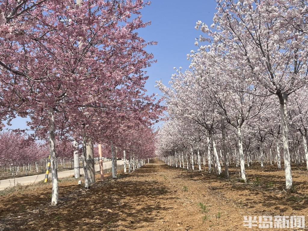 青岛故事|樱花盛开时樱花经济随风绽放,青岛樱花谷去年6万多棵樱花树在全国安家-半岛网