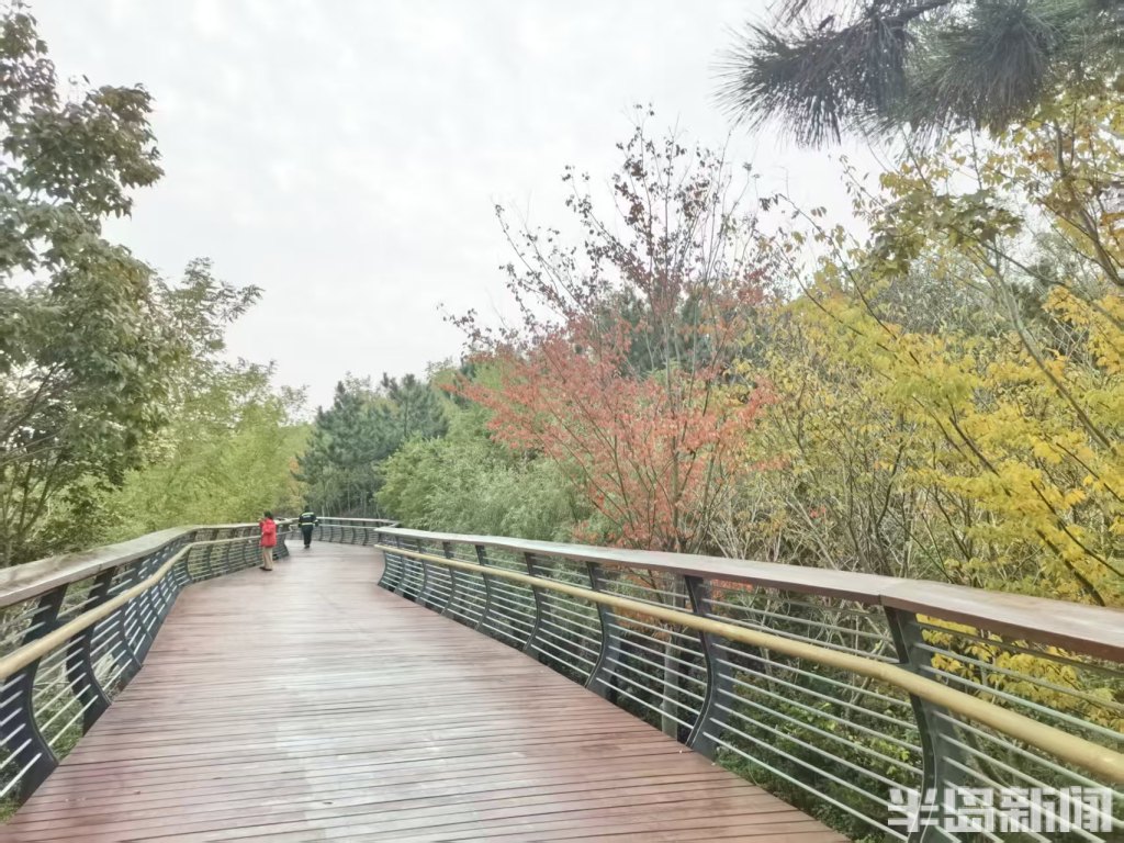 赏叶、看水、听鸟鸣……来青岛浮山森林公园,满足所有对秋天的想象-半岛网